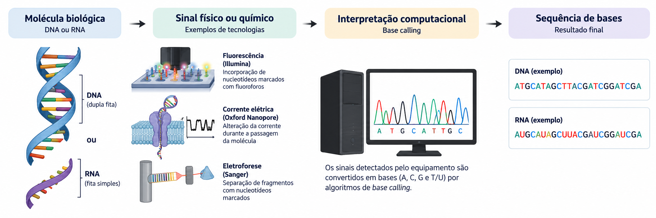 Molécula biológica, sinal físico ou químico, interpretação computacional e sequência de bases