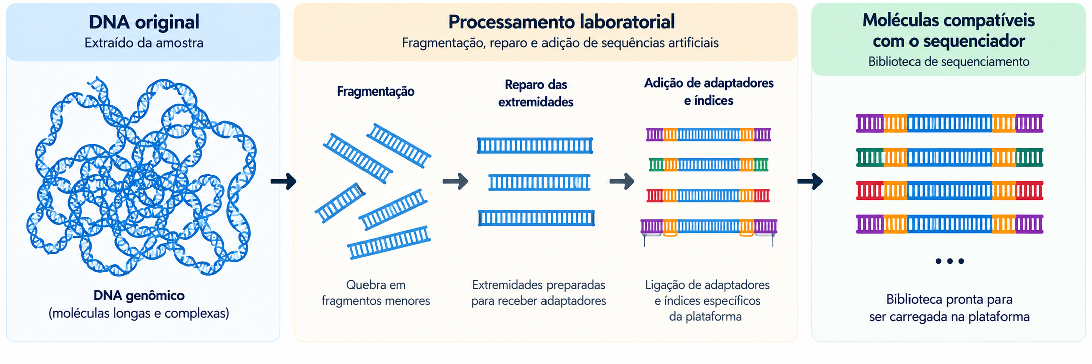 DNA original, processamento laboratorial e moléculas compatíveis com o sequenciador
