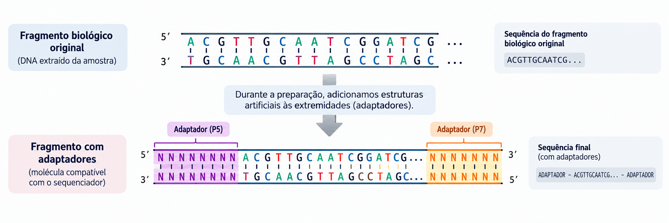 Adição de adaptadores às extremidades de um fragmento biológico
