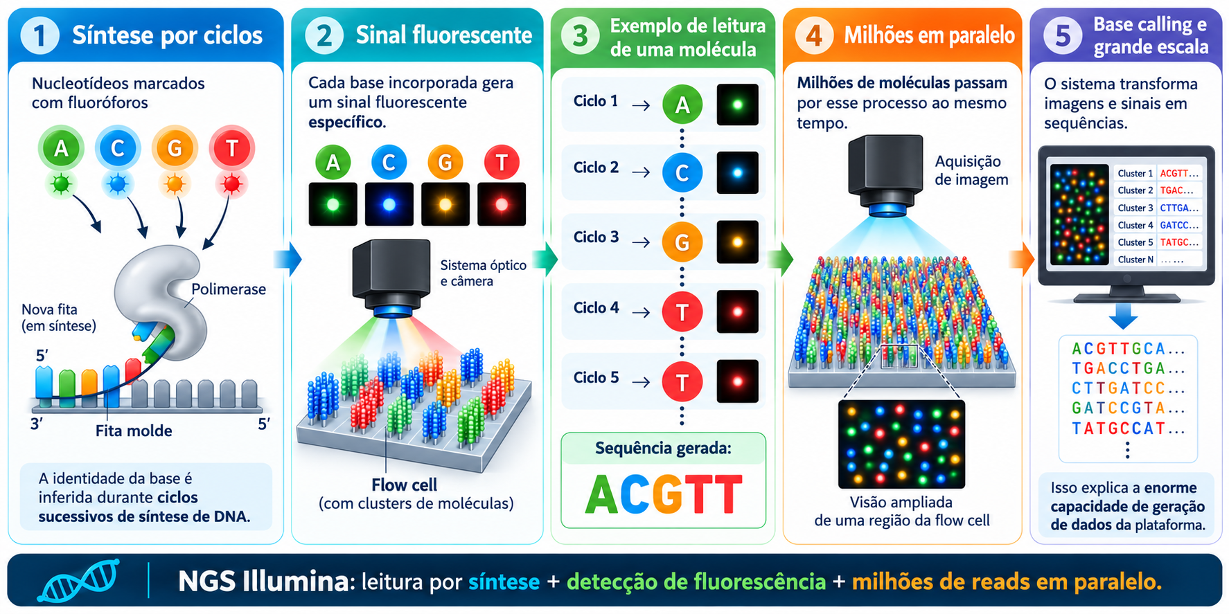 Representação do sequenciamento Illumina por síntese, com incorporação de nucleotídeos fluorescentes e identificação das bases