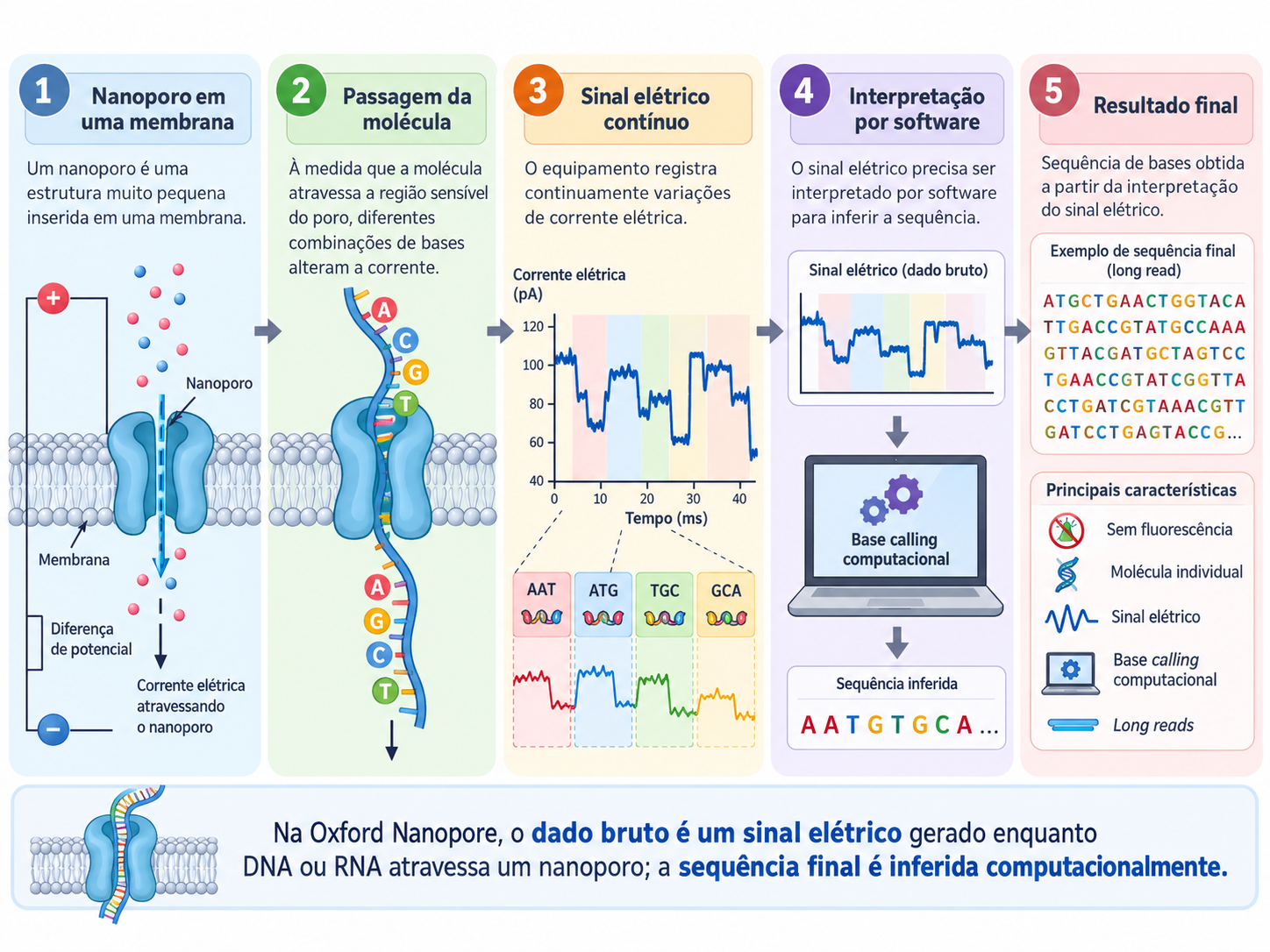 Funcionamento simplificado do sequenciamento por Oxford Nanopore